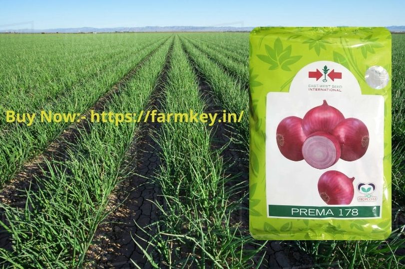 farmkeyIndia's tweet photo. With #EastWestPremaOnionSeeds, grow tons of onion on your farm and make profits in this season. #Farmkey makes the seeds of this brand at a very economical price. Buy now!

👉 https://t.co/58wjFkN11Z

#premaonionseeds #onionseeds #eastwestonionseeds #farmer #farming #yield https://t.co/gtYFVftazk