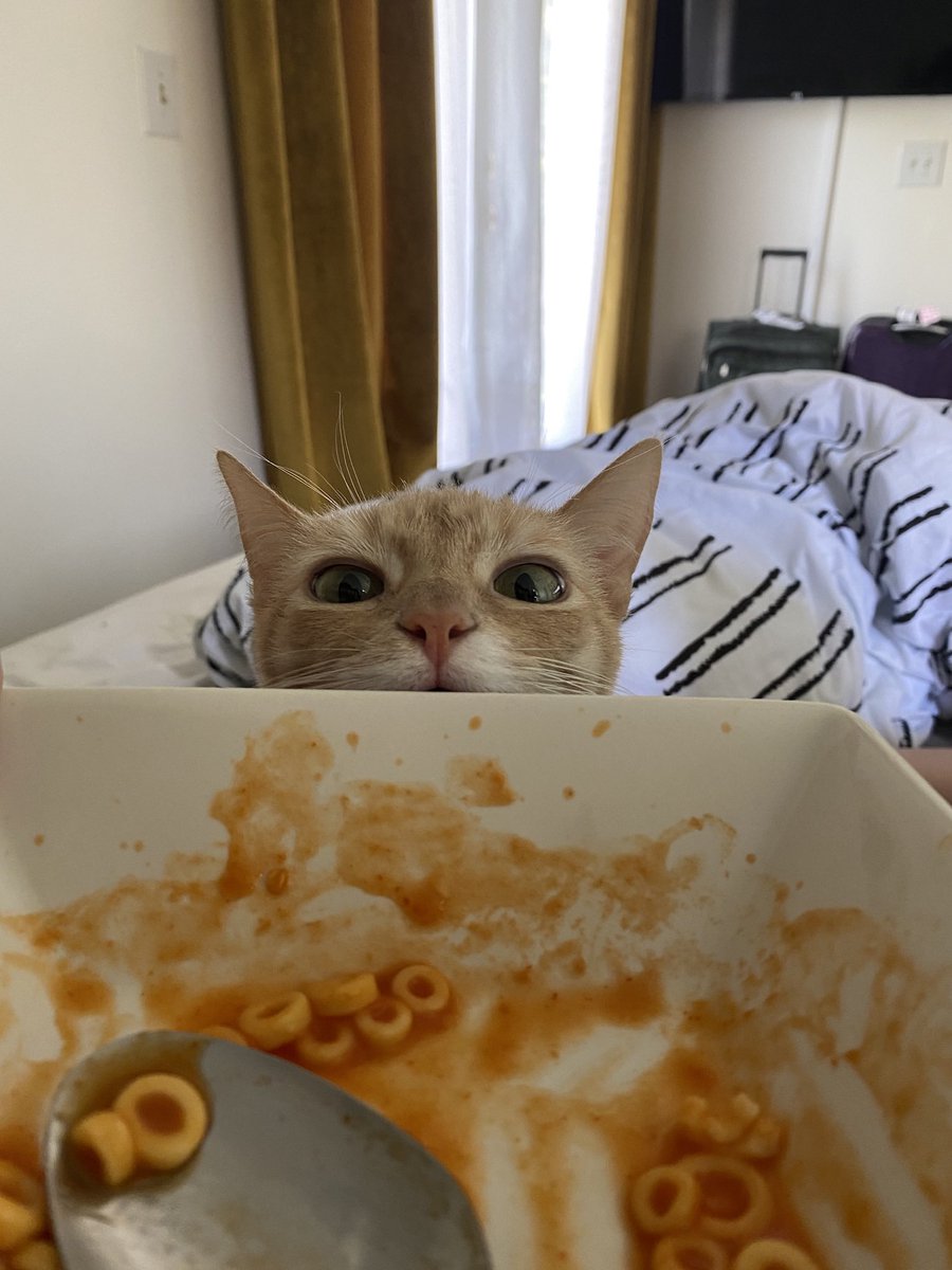 CaraEMcCarthy's tweet image. Olive 💚’s Spaghetti-O’s