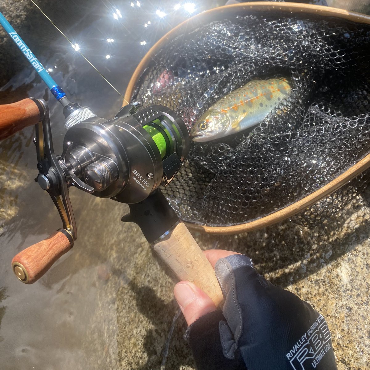 TorontoAqDesign's tweet photo. 渓流ベイトフィネス成功！！
アマゴが釣れました。綺麗やわ〜
ちなみに画像加工は一切しておりません。 https://t.co/oJrPWTEkks