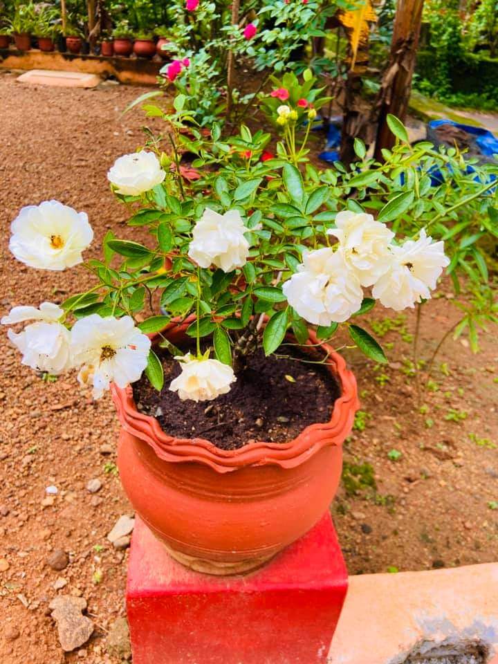 🌹🍃