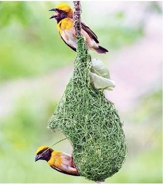 Rajendra Darda (@rajendrajdarda) on Twitter photo तुझ्या माझ्या संसाराला आनि काय हवं...
सोलापूर शहर परिसरात मागील दोन दिवसात पडत असलेल्या भिजपावसातही आपला खोपा विणण्यात मग्न असलेल्या या सुगरण पक्षी.तुळजापूर रस्त्यावरील हे चित्र.
छाया:यशवंत सादूल,लोकमत सोलापूर
<a href="/MiLOKMAT/">Online Lokmat</a> तुझ्या माझ्या संसाराला आनि काय हवं...
सोलापूर शहर परिसरात मागील दोन दिवसात पडत असलेल्या भिजपावसातही आपला खोपा विणण्यात मग्न असलेल्या या सुगरण पक्षी.तुळजापूर रस्त्यावरील हे चित्र.
छाया:यशवंत सादूल,लोकमत सोलापूर
<a href="/MiLOKMAT/">Online Lokmat</a>