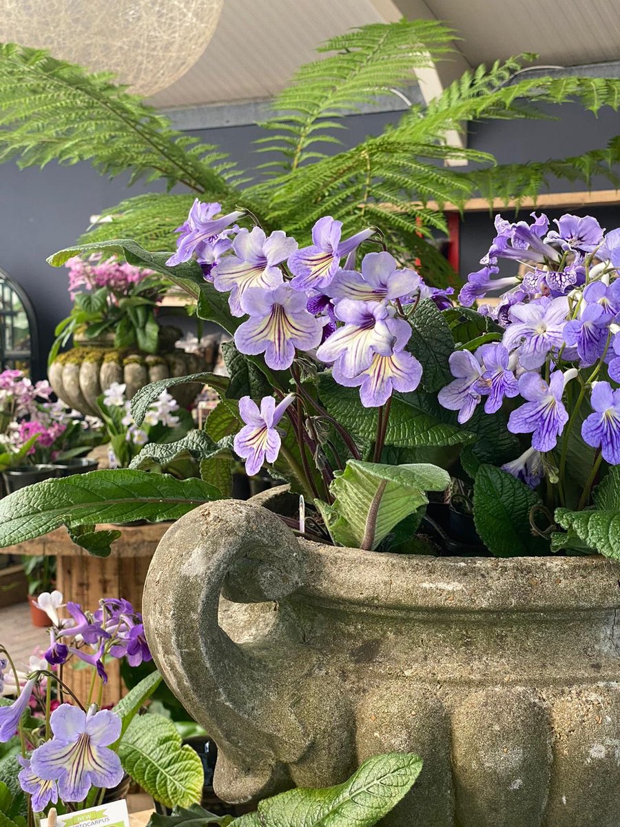 How beautiful is this! Streptocarpus 'Abigail' - masses of blue-mauve flowers that are held high over the leaves. One of a selection we have in stock from <a href="/dibleys/">Dibleys Nurseries</a> 
#gloucestershire #GardeningTwitter