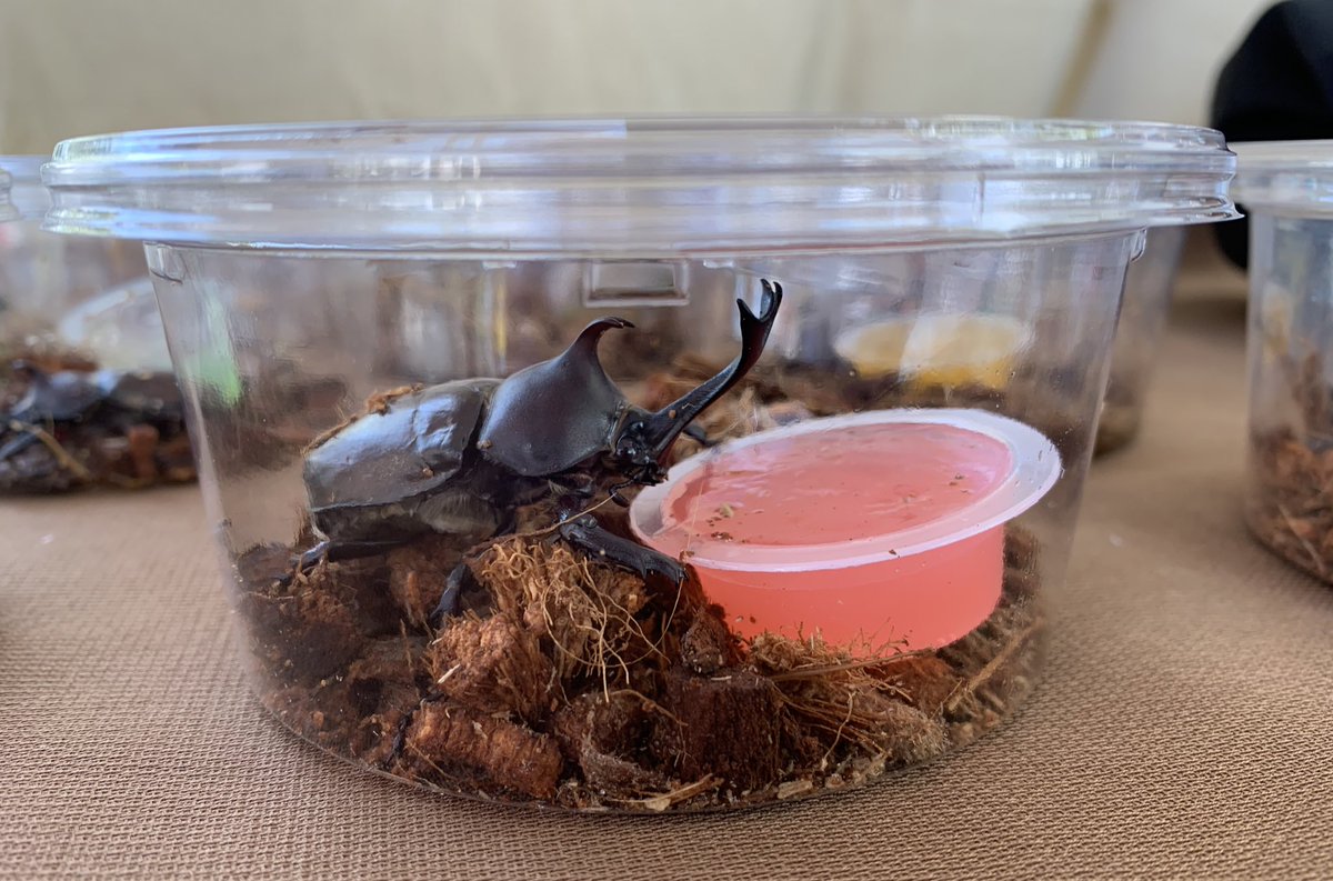 tachibanafes's tweet photo. カブトムシ販売中です！ https://t.co/LlTf7YPhtE