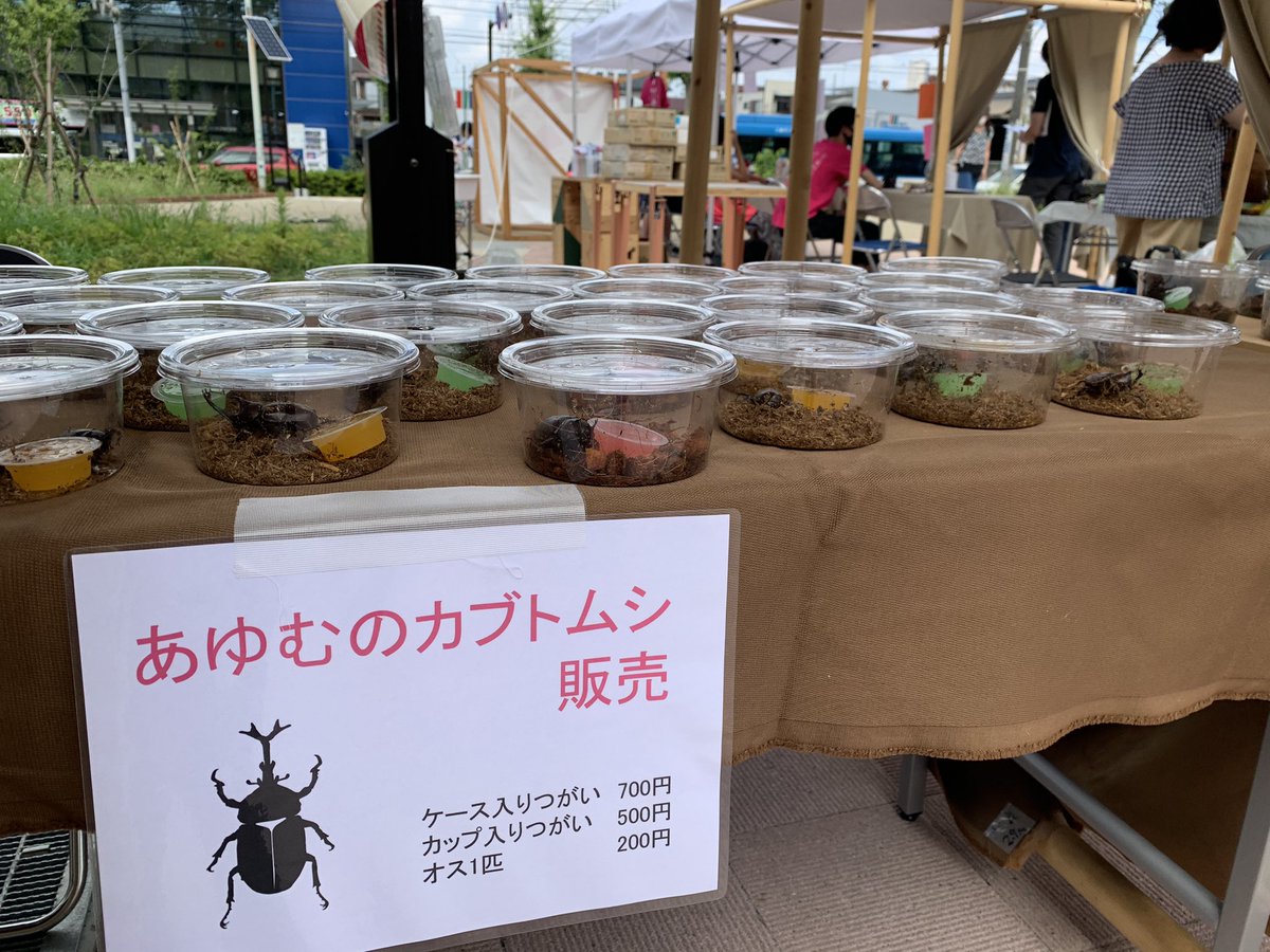tachibanafes's tweet photo. カブトムシ販売中です！ https://t.co/LlTf7YPhtE