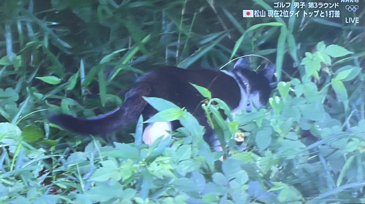 Lulit S Tweet Tokyo オリンピック ゴルフ ゴルフにしたら猫ちゃんが 首輪をしているので迷い込んだんですかね Trendsmap