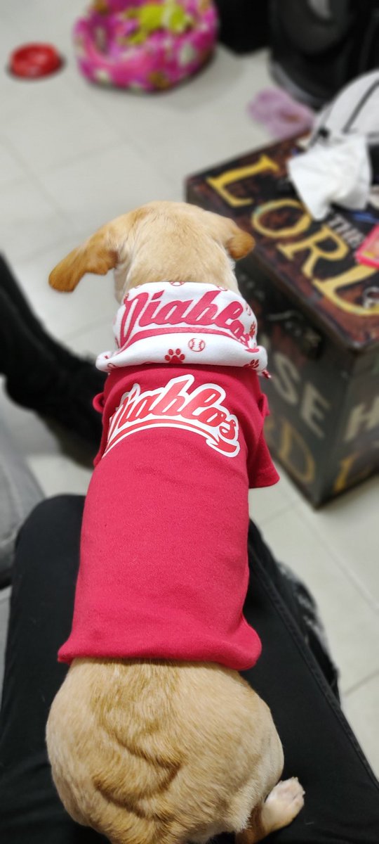 Virisly's tweet photo. #roccy deberías tener miedo de está chulada @Rocco00MX  ella quiere ir al estadio con nosotros! @DiablosRojosMX  extrañamos los días temáticos! @HarpEstadio https://t.co/zLGD8PIk3Z