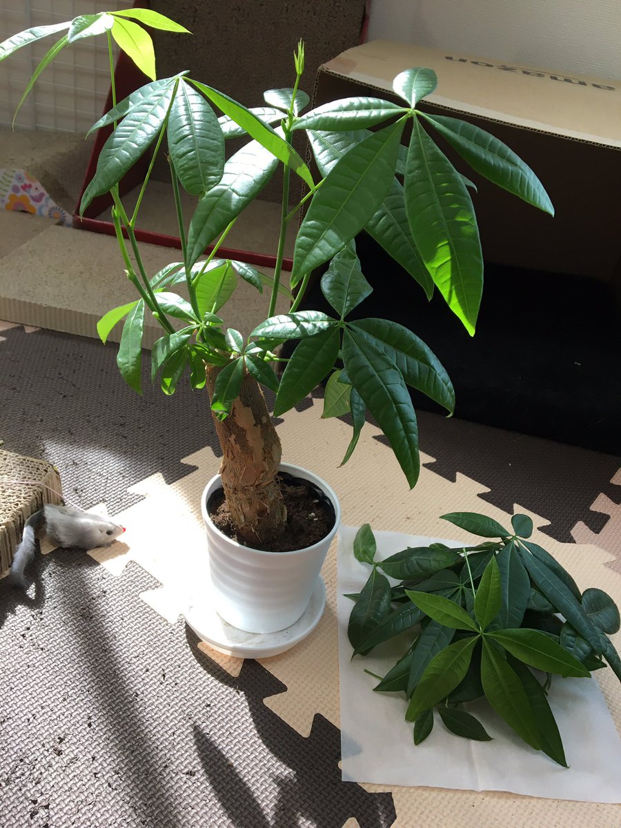 柚子木しろ V Twitter パキラ葉っぱが生え過ぎてたから 剪定してスッキリしました