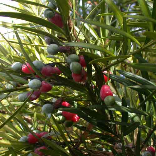 fruitsuses's tweet photo. #Emu_berry
Emu berry, binomially known as Grewiaretusifolia, is a shrub specie belonging to the family of Malvaceae. Get more information about this check it out 👉 https://t.co/5NFxAjlygu
#fruits #fruitsinfo #fruits_facts #healthcare #fruitsbenefits  #fruitbaskets https://t.co/1B5rHJsDMU
