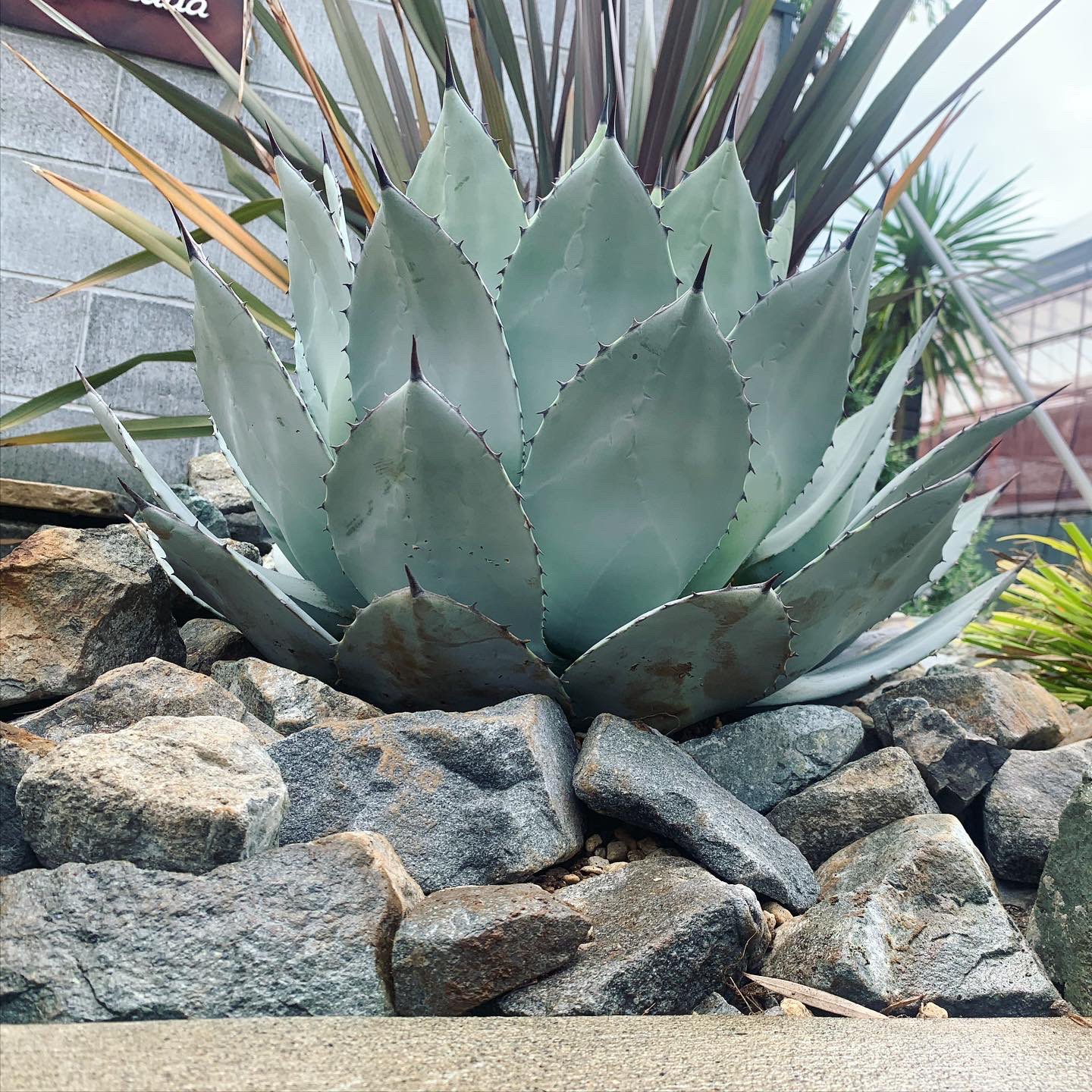 農園直送】大サイズ アガベ パリー ホーチエンシス 斑入り 吉祥天錦