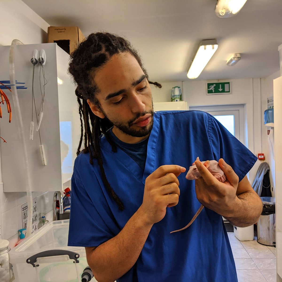 PetsFactor's tweet photo. @dreadyvet is an expert when it comes to exotics such as Sienna the sphinx rat here.  Tune into The Pets Factor tomorrow on @cbbc at 0930 to find out what's troubling this gorgeous girl 🐀💕 https://t.co/S9KetoWmH7