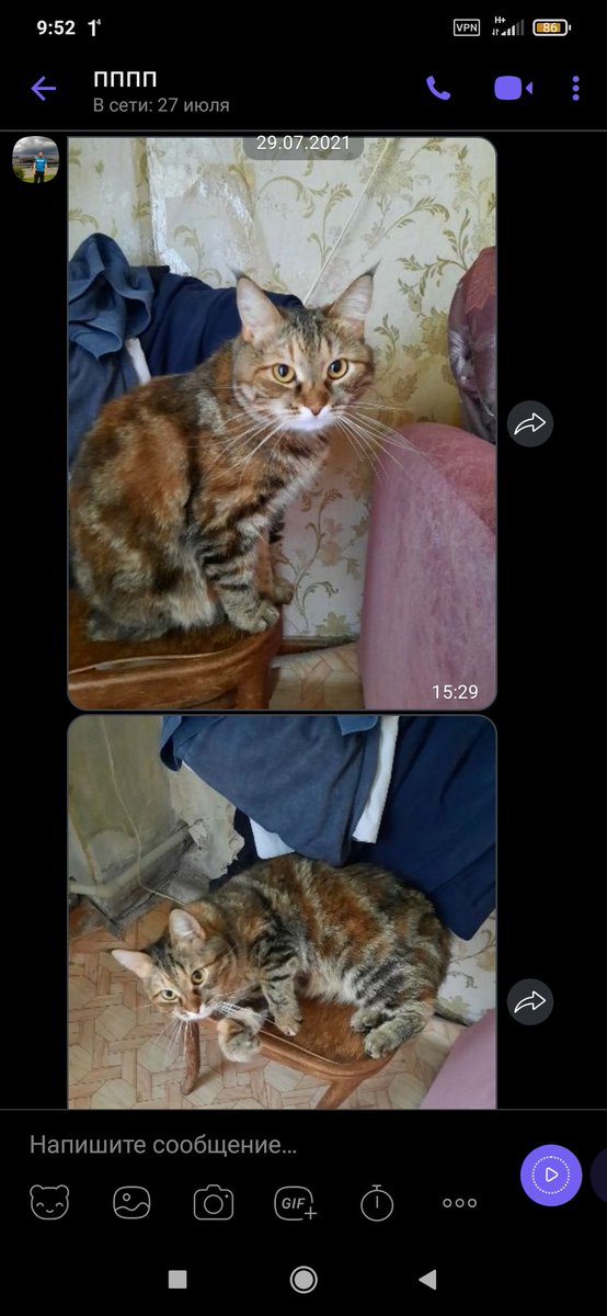 lyhwany's tweet photo. пока я в лагере без своей кошки папа решил исправить ситуацию и скинул мне ее фотки https://t.co/ygngHDdIfF
