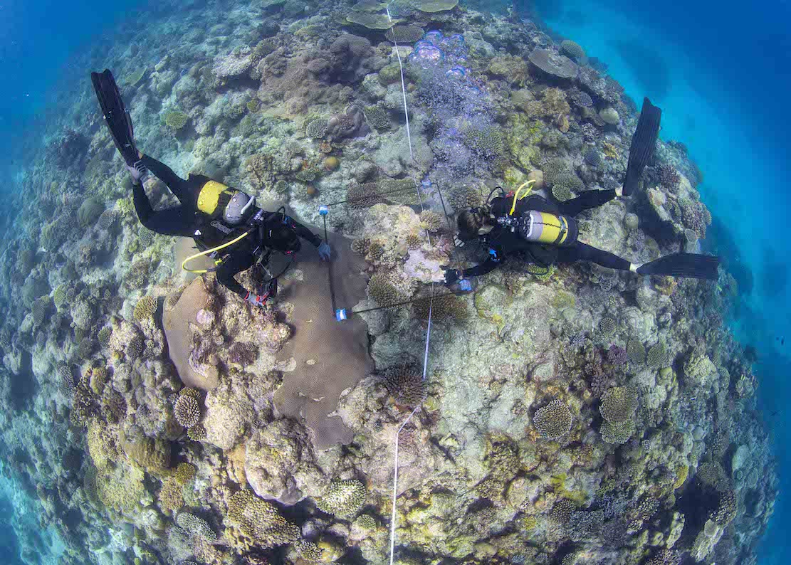 Celebrating #WorldRangerDay! The <a href="/OceansWB/">Oceans Without Borders</a> team are working against all odds to strengthen the conservation status of critical marine and coastal ecosystems surrounding #andBeyondTravel island lodges, helping to conserve and protect over 3 000 km of African coastline.