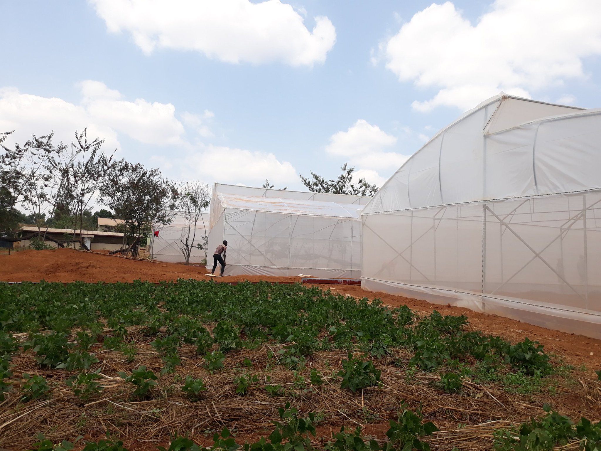 Sunripe Farms Rwanda on Twitter "More 3 greenhouse units of 14×36m put