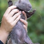 可愛すぎる!ヤマアラシの赤ちゃん