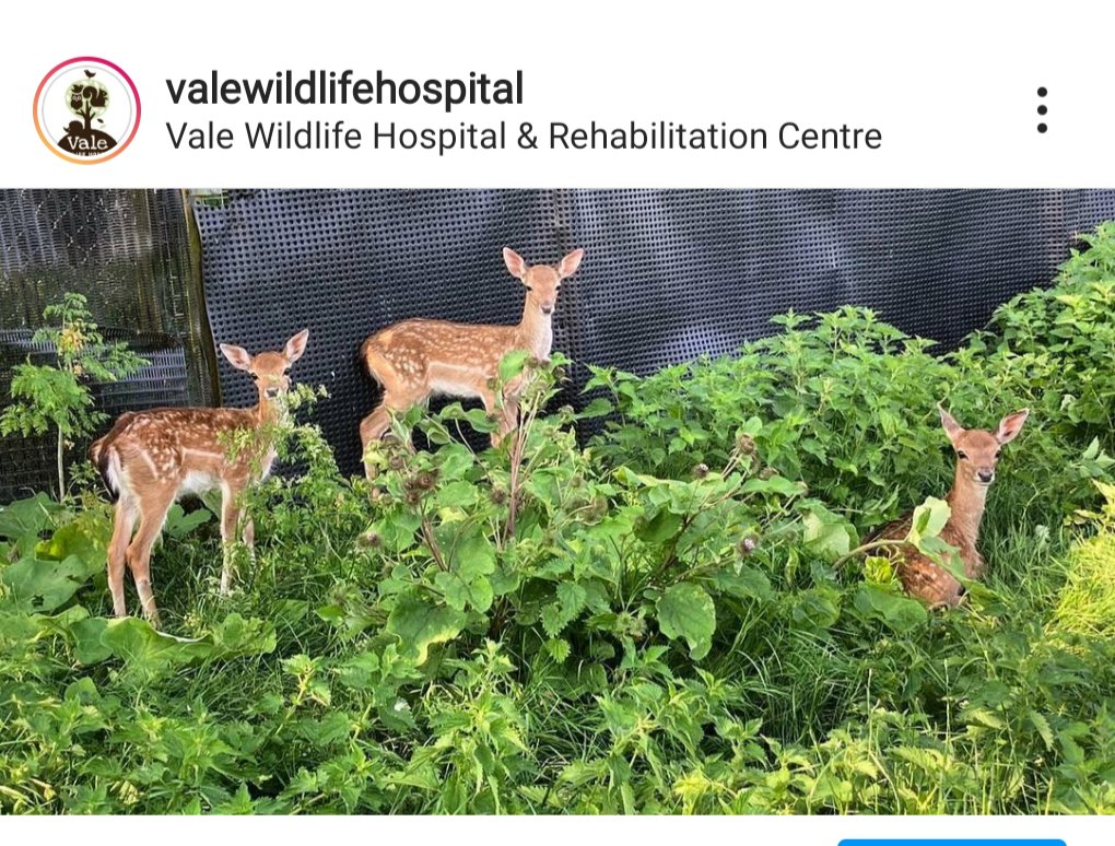 3 rays of ☀️ for you on this 🌧️day. #wildlife #wildliferehab #wildlifecharity #britishwildlife #wildlifevetnurse #wildlifevet #fawn #deer #cute #wildliferehabilitation #wildliferescuerelease #wildlifehospital #wildlifeorphans #animalhospital #wildliferescue #