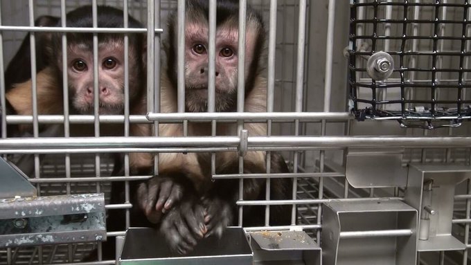 PETA France tweet media