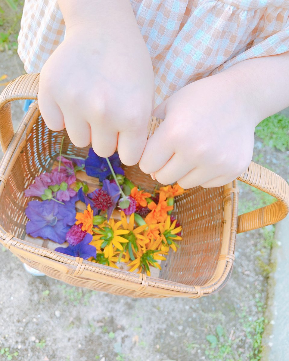 ট ইট র すみれ ママ 祖父母の家で花摘みをして 色水を作りました きれいな色 左から マリーゴールド ルドベキア 謎の花 ペチュニア タチアオイ センニチコウ