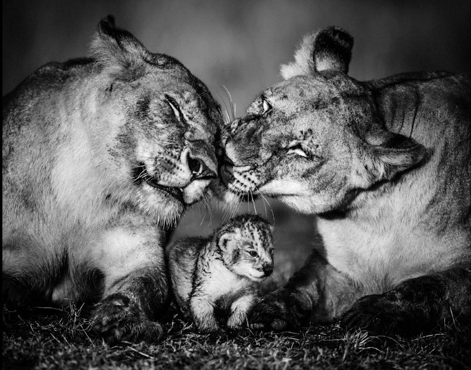 laurentbaheux's tweet photo. Je vous invite à parcourir mon univers et découvrir l’infinie beauté de l’Afrique sauvage telle que je la perçois en partageant avec vous, au travers d’une vision contemplative que je souhaite récréative et poétique, mes 20 années de quête photographique
https://t.co/GASBoizTCv https://t.co/4UKBofX6RE