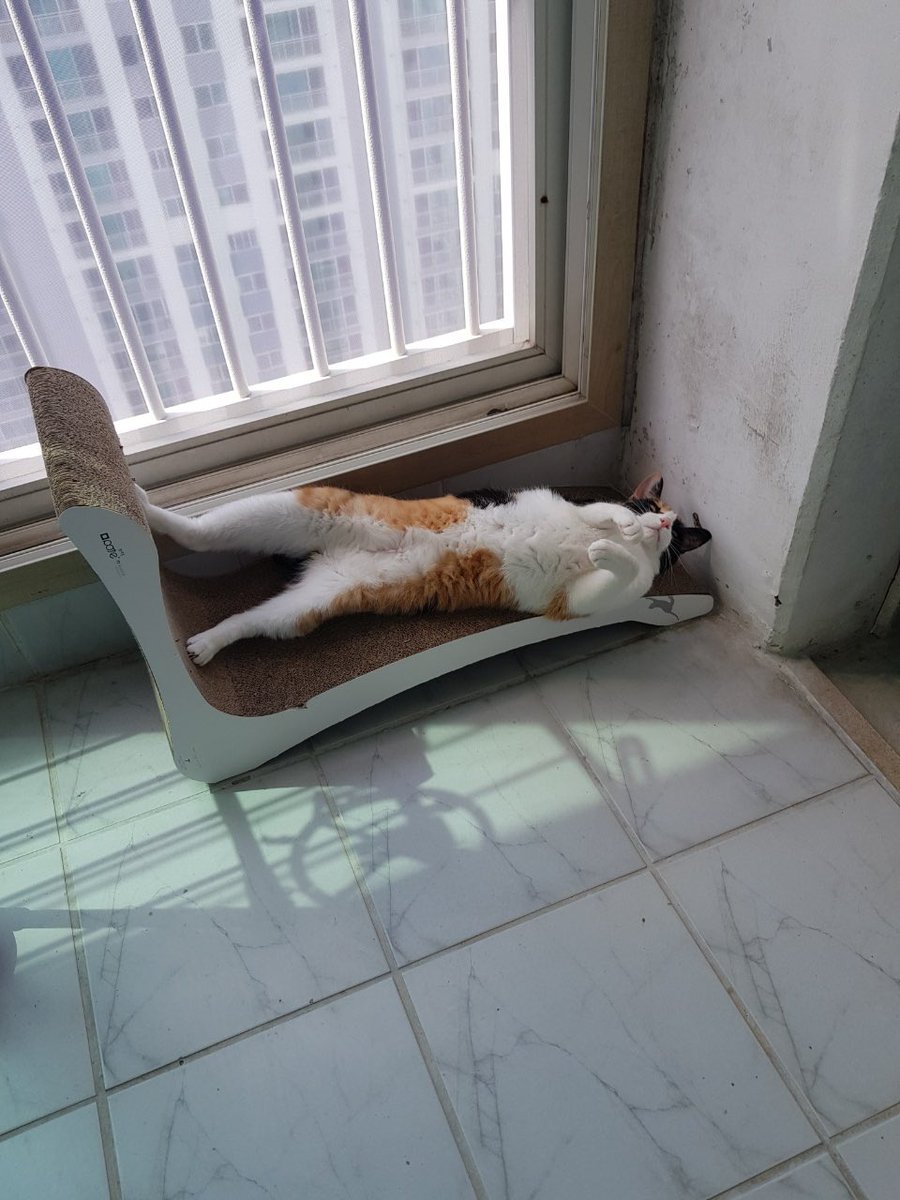 캥거루가 제법 고양이 같이 생겼군