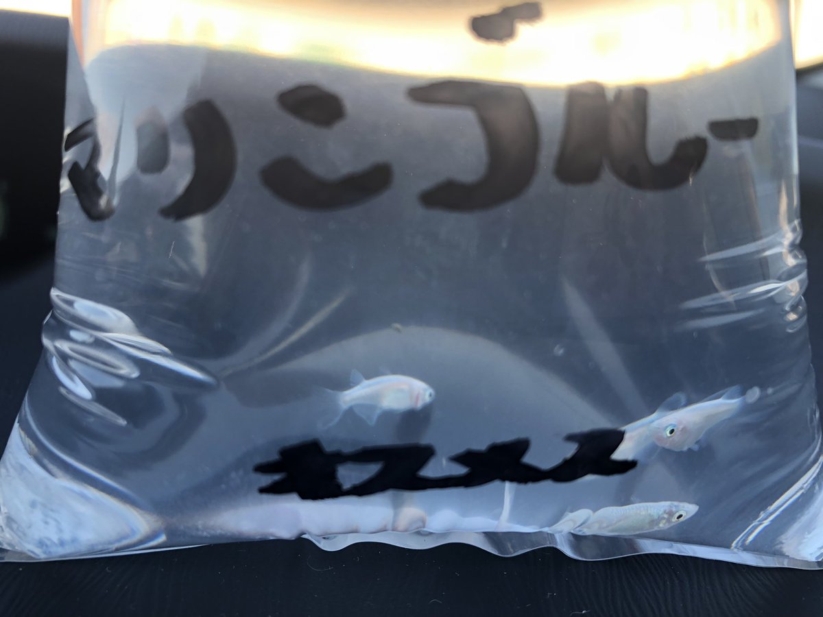 キンキンキッズ على تويتر 新たにメダカを買ってしまった マリンブルー メダカ