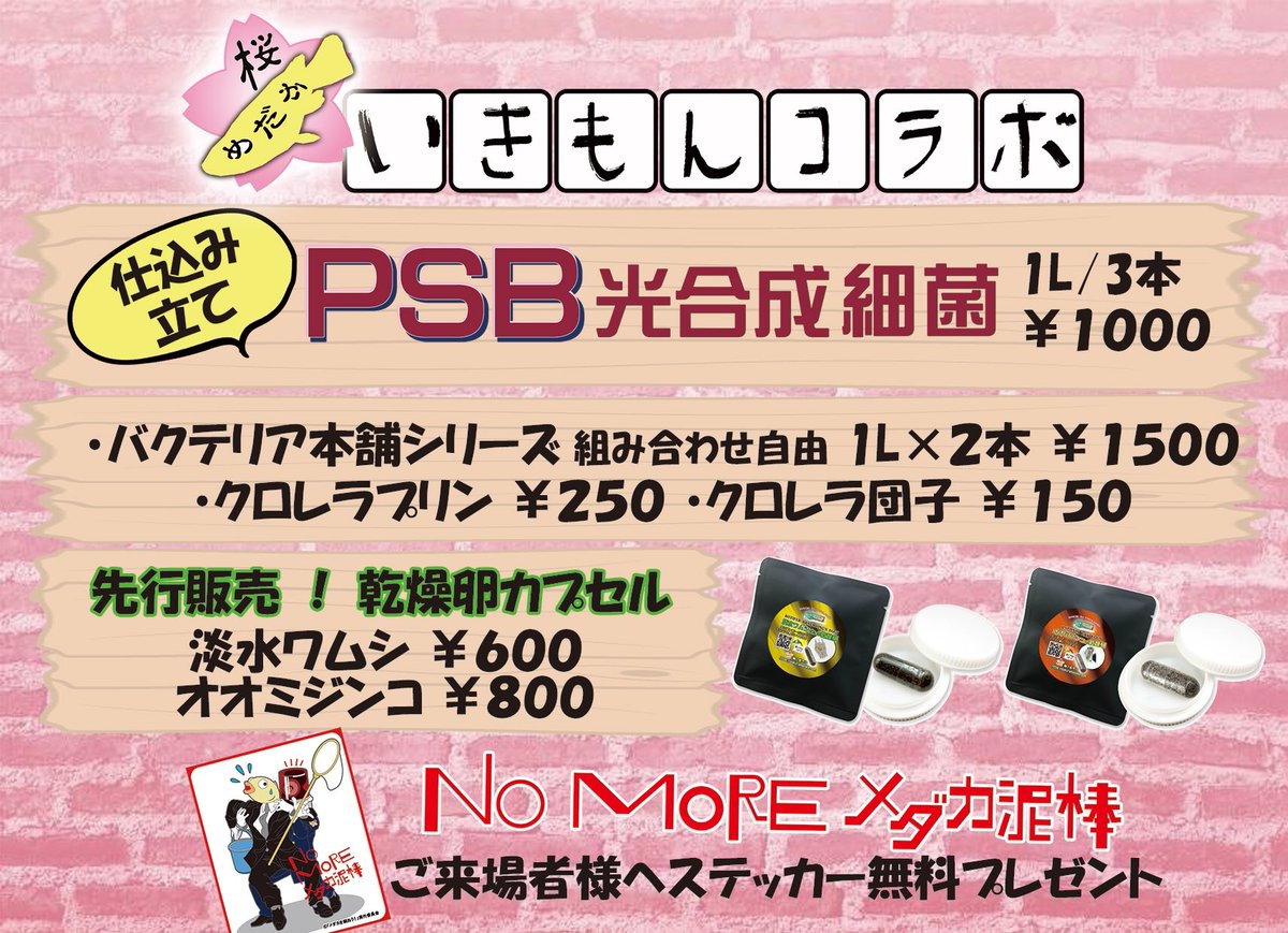 桜めだか 神戸のメダカ専門店 Medaka Sakura Twitter