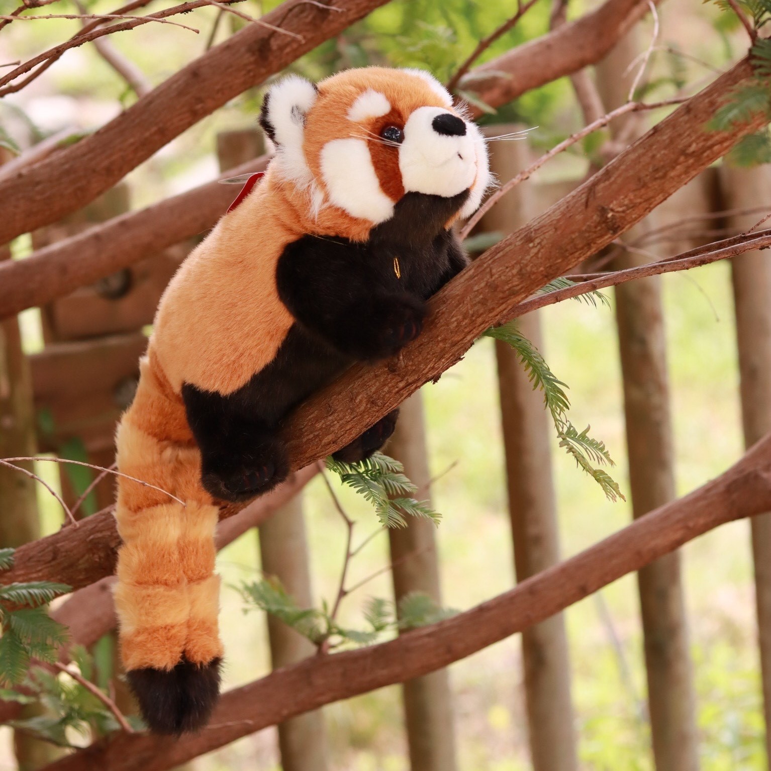 多摩動物公園 公式 まるで生きたぬいぐるみ レッサーパンダ 寒さに耐えるための長くて柔らかい体毛と 愛くるしい顔にしっかりとした胴体 太くて長い尻尾のしましま模様の色合い 細部まで忠実に再現されています 多摩 動物公園 Tamazoo たま