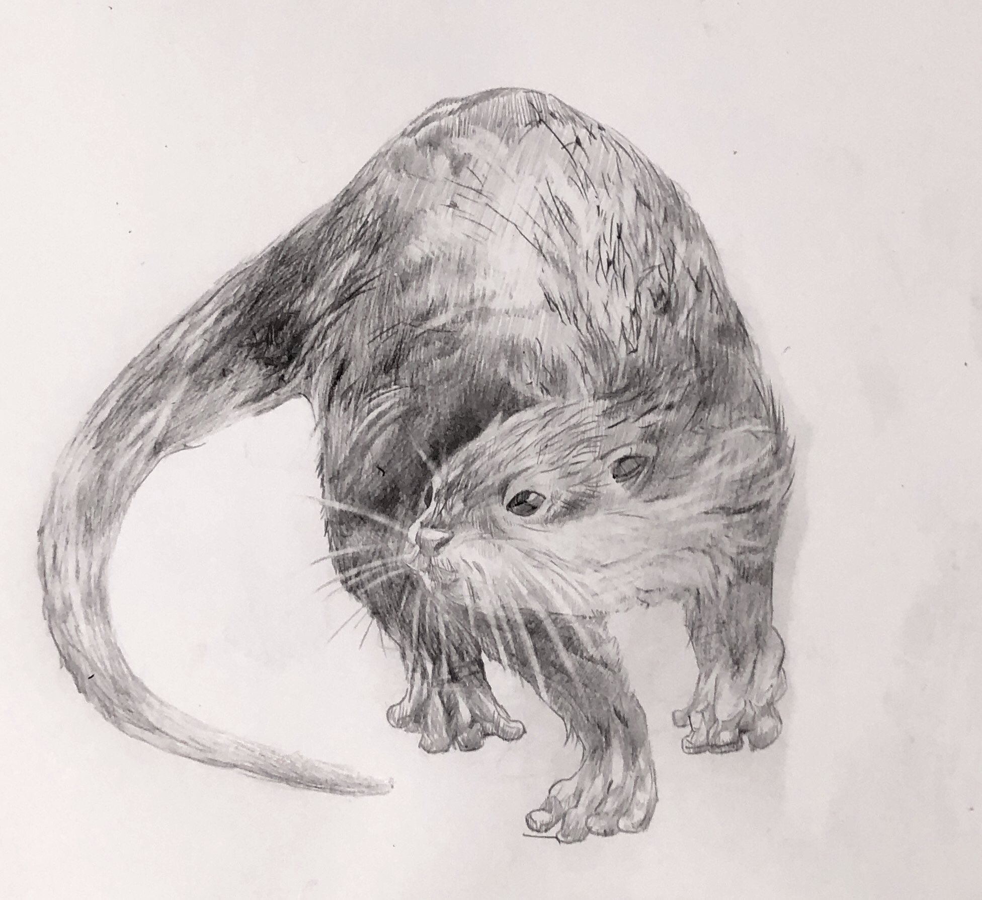 かずきっき Manga Sいらすと カワウソのデッサンを描いてみた 時間をかけた甲斐あって可愛く描けた イラスト イラスト大好き イラスト好きと繋がりたい デッサン 拡散希望 動物大好き カワウソ大好き カワウソ可愛い 鉛筆画 T Co