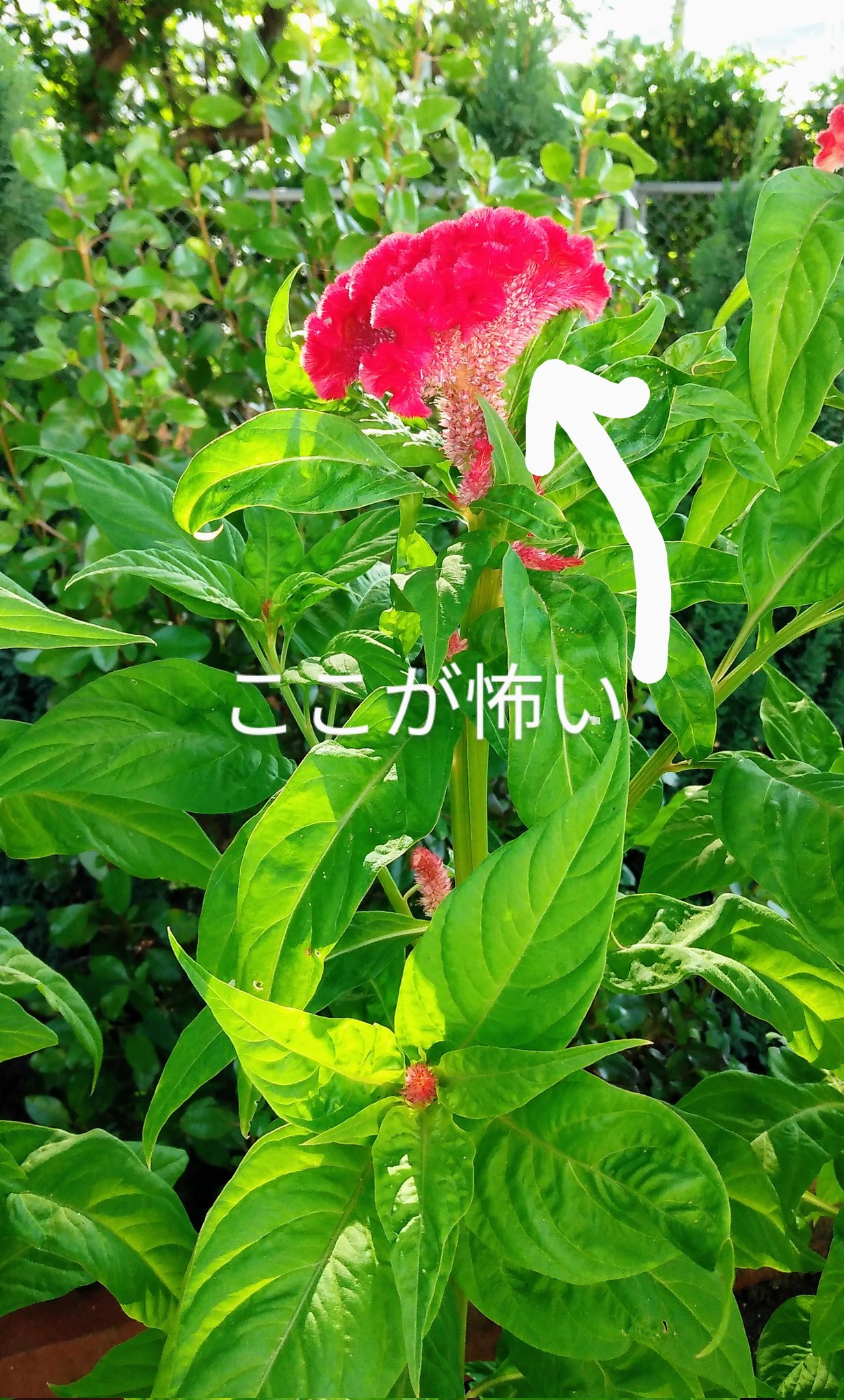 久留米鶏頭 Twitter Search Twitter