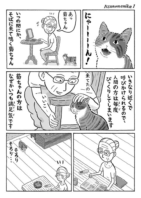 2ページ猫漫画「いつの間にか近くで鳴く菊ちゃん」 #猫の菊ちゃん 