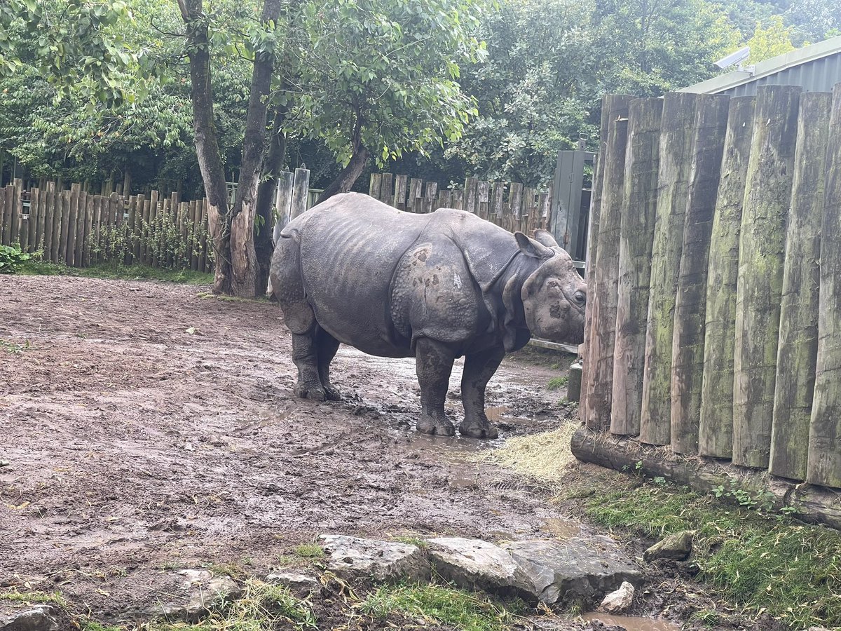 oxoxsoph's tweet photo. Chester zoo 30.7.2021 https://t.co/0FEoWOy5Vq