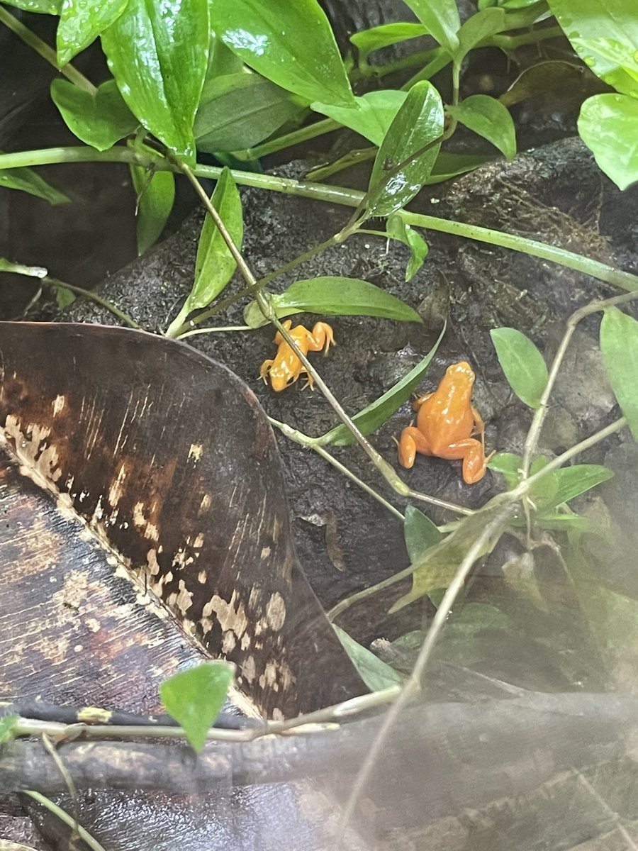 oxoxsoph's tweet photo. Chester zoo yesterday 30.7.2021 https://t.co/pIdh34D00i