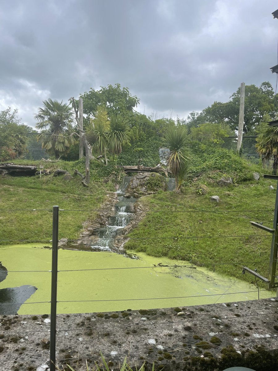 oxoxsoph's tweet photo. Chester zoo yesterday 30.7.2021 https://t.co/pIdh34D00i