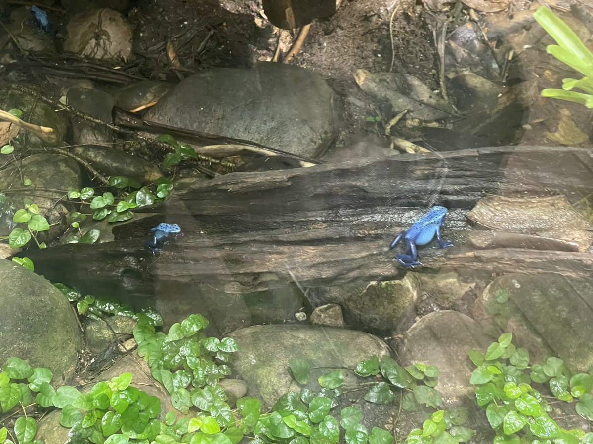 oxoxsoph's tweet photo. Chester zoo yesterday 30.7.2021 https://t.co/pIdh34D00i