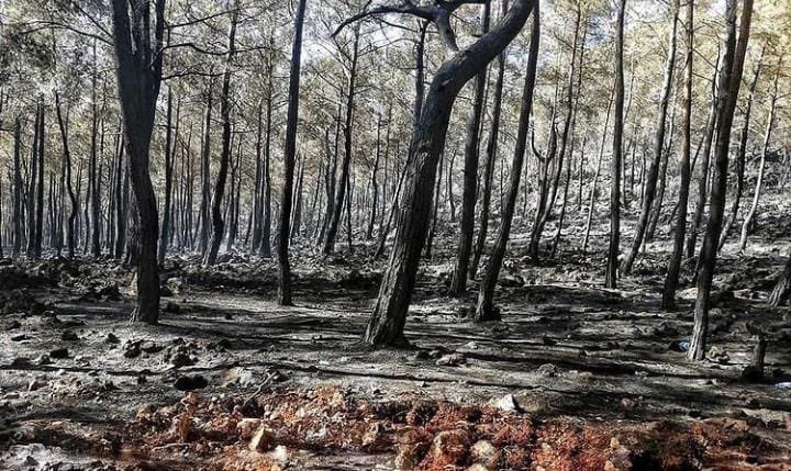 Dün yangın çıkan Fethiye ormanlarından geriye kalan;