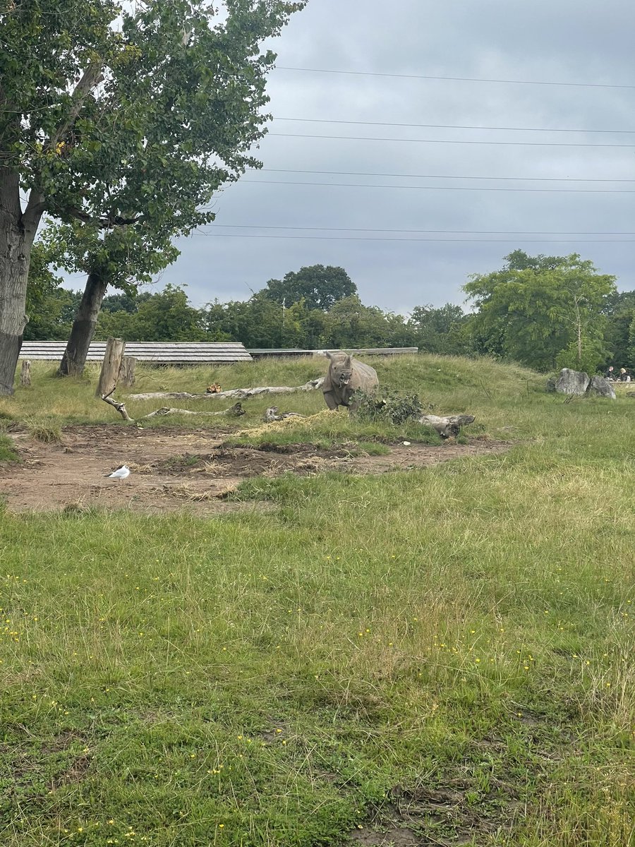 oxoxsoph's tweet photo. Chester zoo 30.7.2021 https://t.co/JcsvXtuPq8