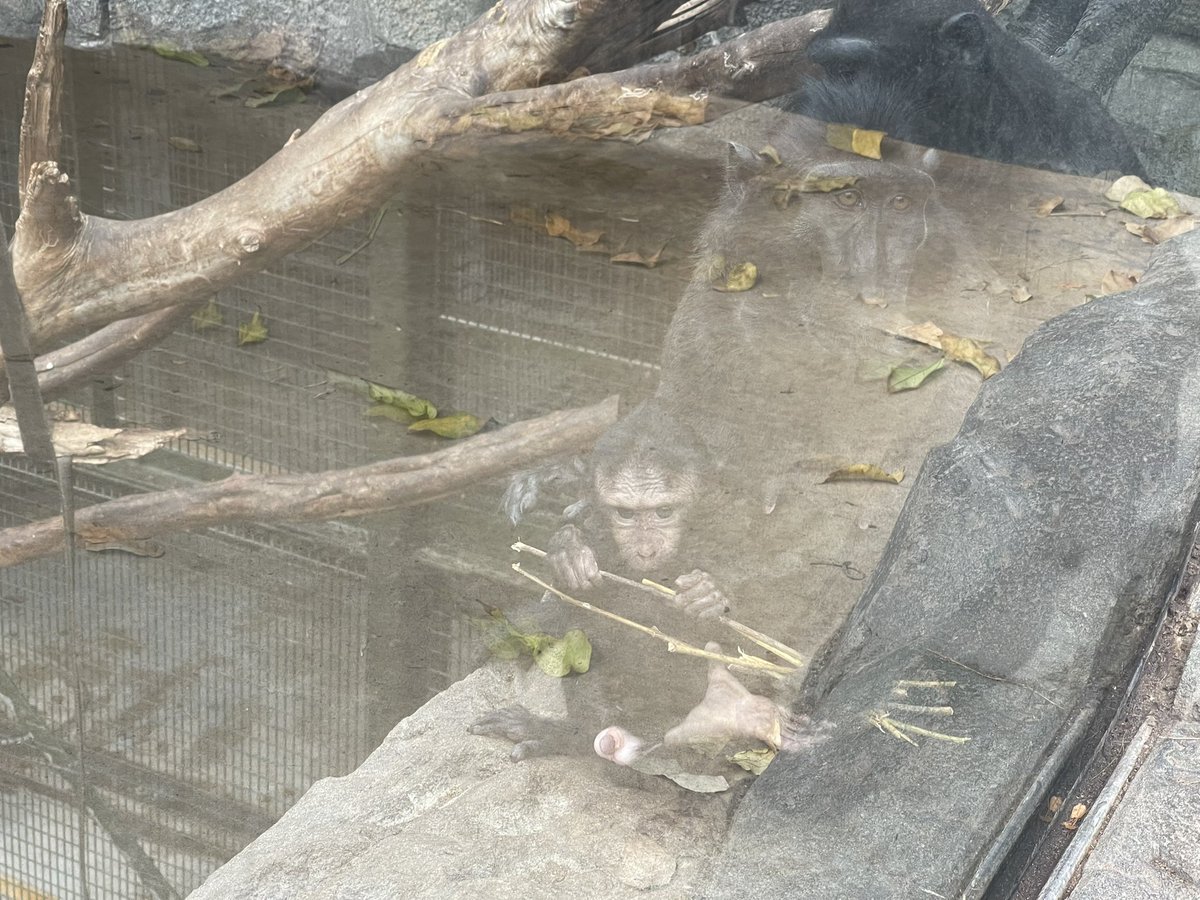 oxoxsoph's tweet photo. Chester zoo 30.7.2021 https://t.co/JcsvXtuPq8
