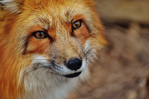 De #vos heeft een #spirituele #boodschap voor jou. Over #comitment en #focus. Over #todolists en #behendigheid. uitjebewust.nl/de-vos/

#animalmessages #channeling #inspiration #bewustwording #samenwerkenmetdenatuur