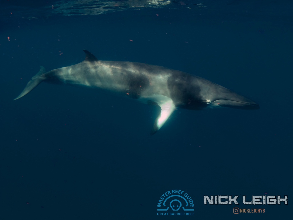 nickleigh78's tweet photo. The dwarf minke whale has the most complex colour pattern of any baleen whale.
#nickleigh⁠
#surroundedbybluewater⁠
#dwarfminkewhales 
#minkewhaleproject⁠
#masterreefguides⁠
#LoveTheReef⁠
#savethereef⁠
#reeftherapy⁠
#GreatBarrierReefToday⁠
#gbrmarinepark⁠⁠ https://t.co/FpykT7HFT5