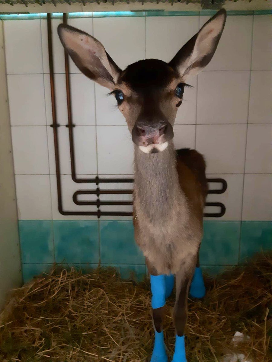 Questa cerbiatta è il simbolo della resilienza della #Sardegna: è scampata agli #incendi e insieme a tanti altri animali viene curata nella Clinica DueMari di Oristano. Commovente l’operazione di salvataggio degli animali che si sono trovati nell’inferno all’improvviso - <a href="/lazampa/">La Zampa</a>