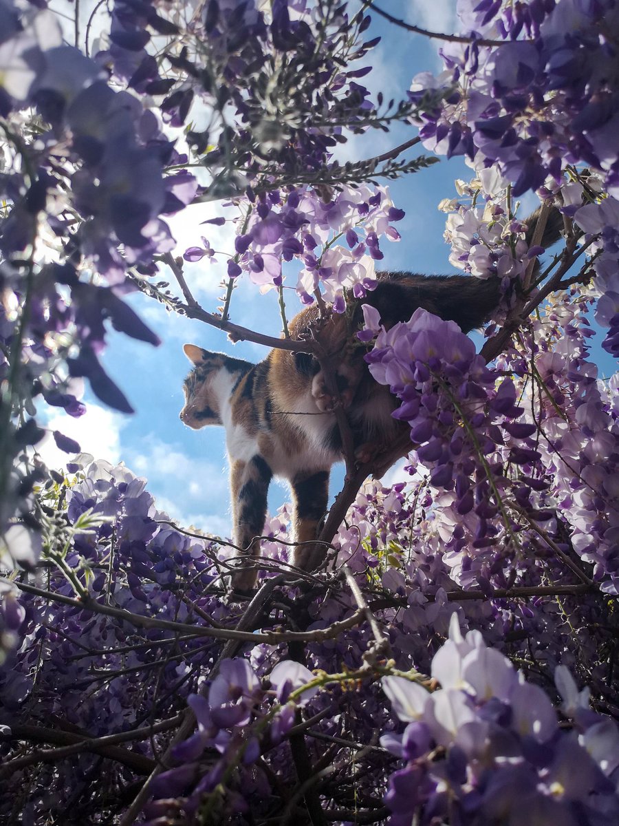 thejifflings's tweet photo. What's the Jifflings favourite day of the week? Caturday! (they're also fond of Moos-day, Ewe-sday and Gibbonsday) 🐈🐄🐏🐒 #Caturday #thejifflings https://t.co/6gNIfeiY8a