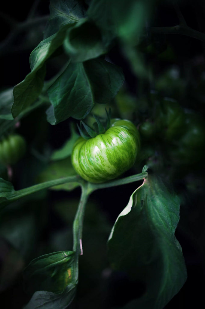 Los inviernos deben ser fríos para que los insectos mueran y no proliferen hasta que regresen los recursos alimenticios que trae la primavera y el verano, de manera que todos cumplan con su función: polinizadores, basureros, carroñeros y...cocinafuturo.net/sabor-tomates/ <a href="/saorts/">Santiago Orts</a>