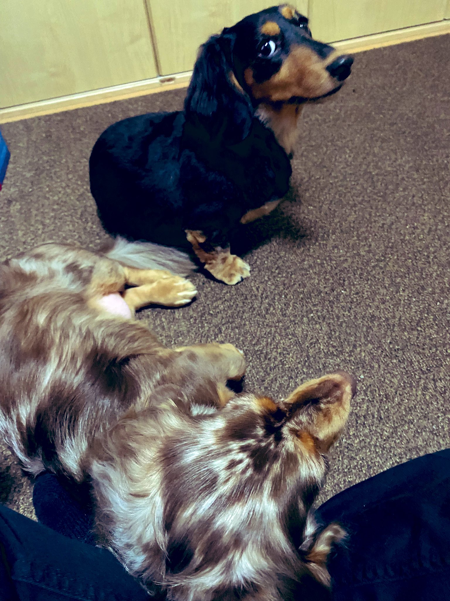 ヒゲノシン ただいまお前ら 帰るとおこげすぐ膝の上 おはぎは順番待ち ミニチュアダックスフント ミニチュアダックス チョコレートダップル チョコダップル ブラックタン おこげ おはぎ 犬のいる暮らし 犬好きさんと繋がりたい わんこ