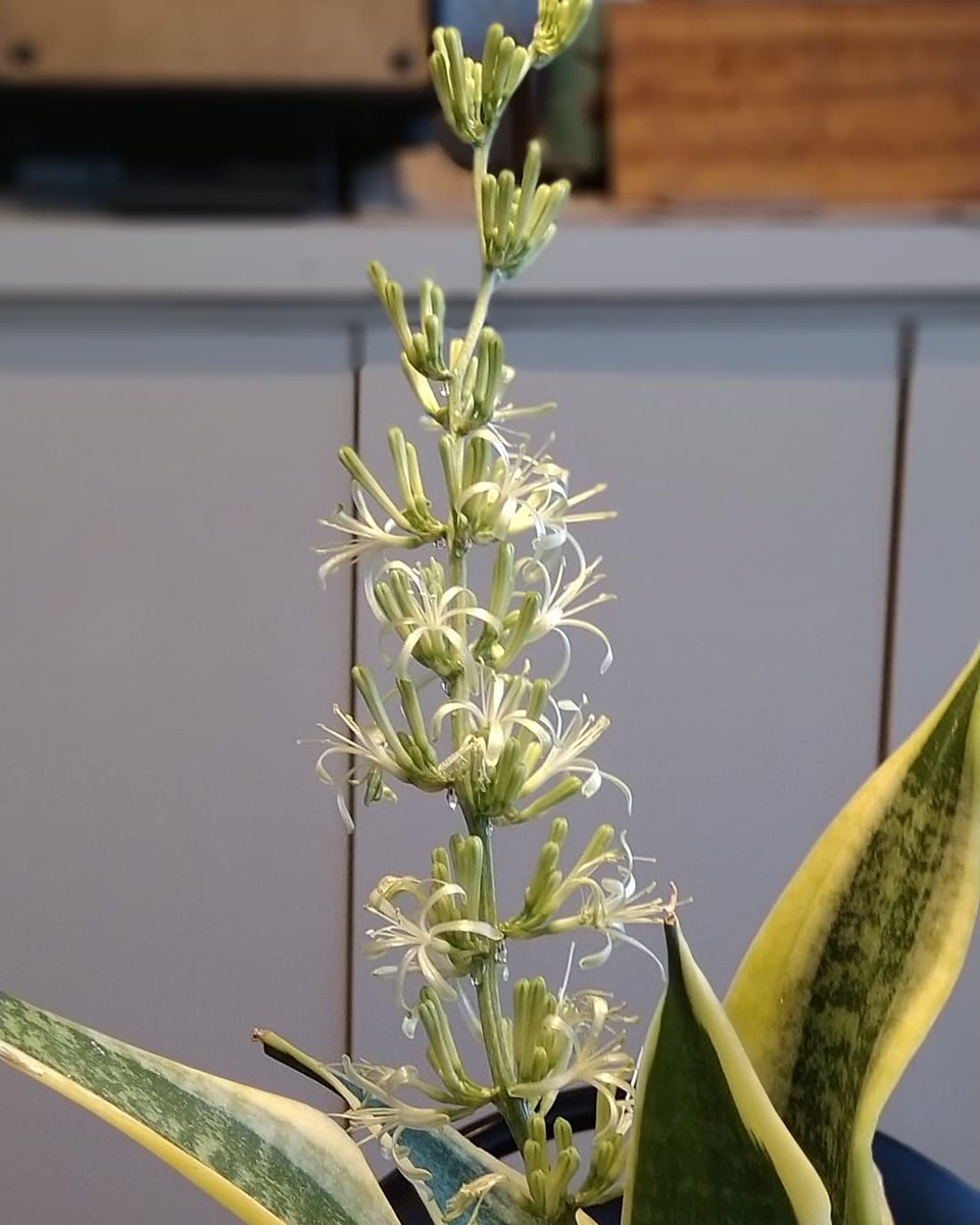 サンスベリア Twitter Search