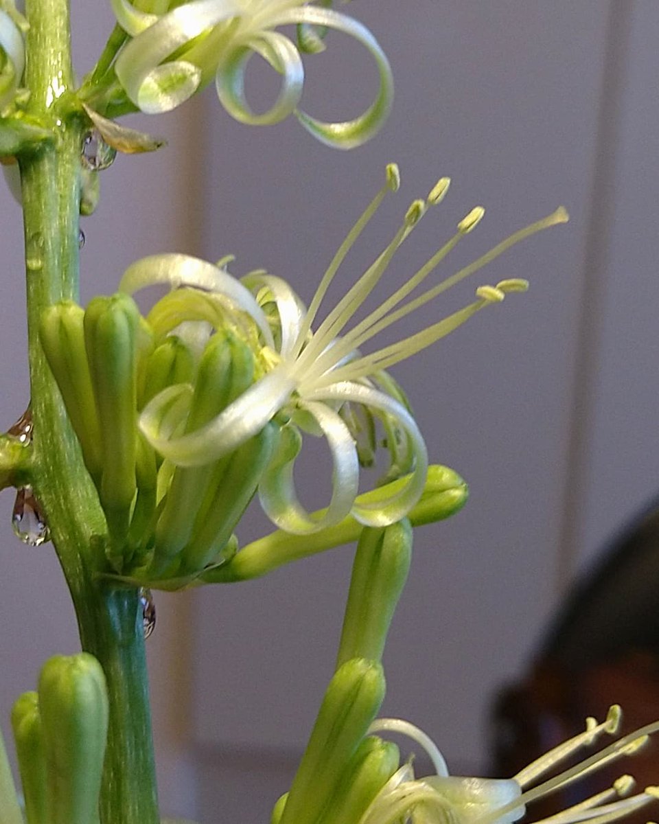 サンスベリア Twitter Search