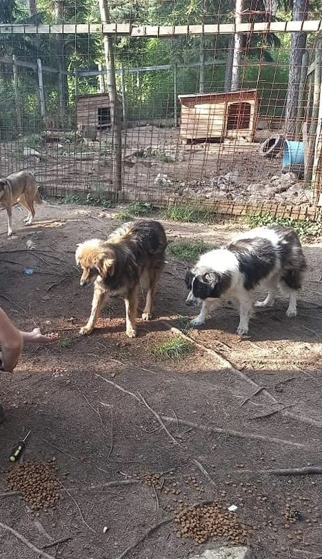SavingStraysUK's tweet photo. Please share our post and any donation NO MATTER HOW SMALL makes a huge difference! ❤️Thank you from everyone at SSStrays ❤️
🐶 Because Every Single Life Matters 🐶
#food #feedme #foodappeal #savingsufferingstrays #help #feedastrayeveryday #feedastray #thankyou #love https://t.co/mN9OMDNt1Q