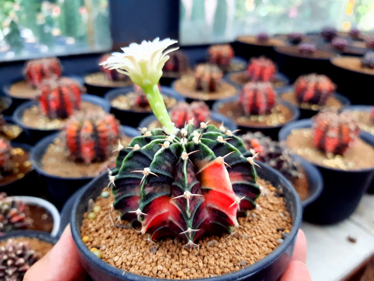 CactusBuri's tweet photo. LB ด่าง ไม้เมล็ด หัวเล็กๆ ก็ออกดอกได้แล้วนะ สุขภาพดีสุดๆ 
#ไม้เมล็ด
#seeding
#แคคตัสบุรี
#Cactusburi 
#แคคตัส #cactus #ยิมโน #Gymnocalycium  #cacti #cactuslover  #กระบองเพชร #ตะบองเพชร #คนรักแคคตัส #คนรักกระบองเพชร https://t.co/jciysZ1TmJ