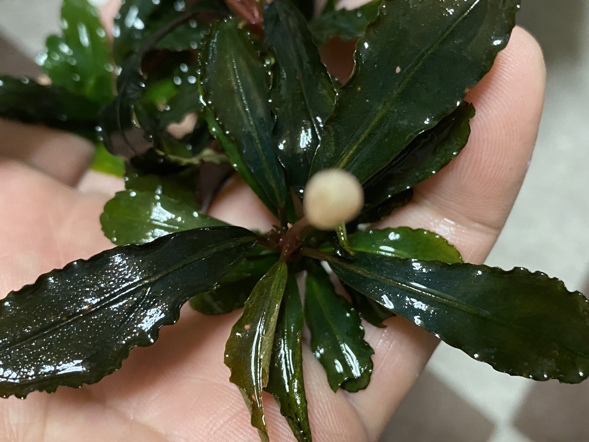Bucephalandra sp\"お年玉\" 4芽つき Bucephalandra sp