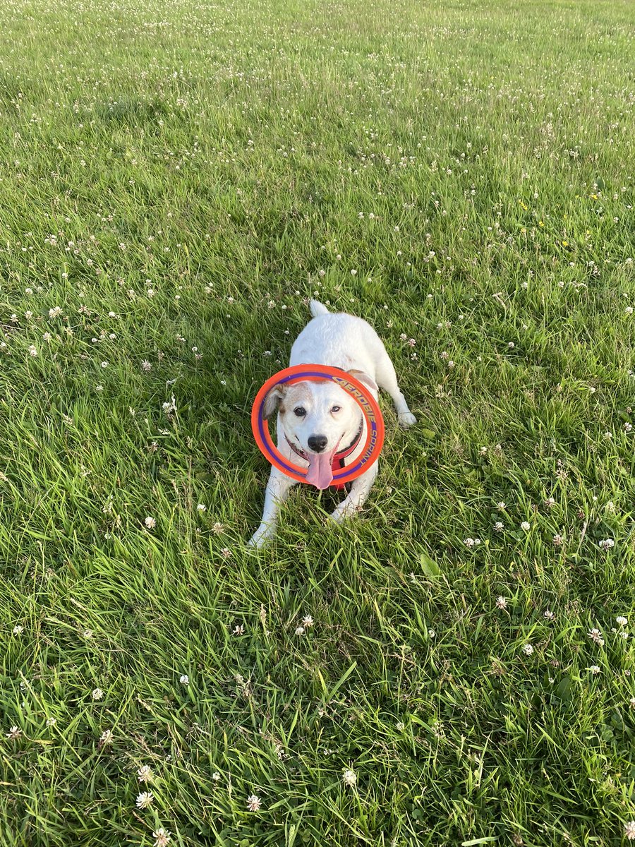 Amy_P_M's tweet photo. @AdoptionsUk @DT_Evesham @DogsTrust He stole a place in our 💙 so we gave him his forever home - I’d say he’s happy about that? https://t.co/M9TYdMPYuV