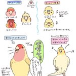 「喋ると思って飼ったのに…」と思ってる方へ。お喋りが苦手なインコもいます!