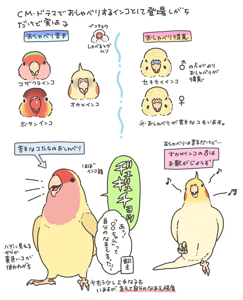「喋ると思って飼ったのに…」と思ってる方へ。お喋りが苦手なインコもいます！